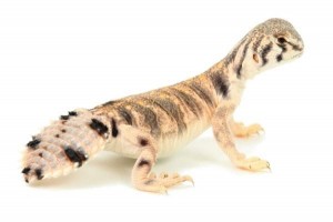 Uromastyx thomasi